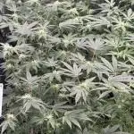First Grow
