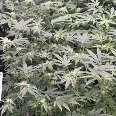 First Grow