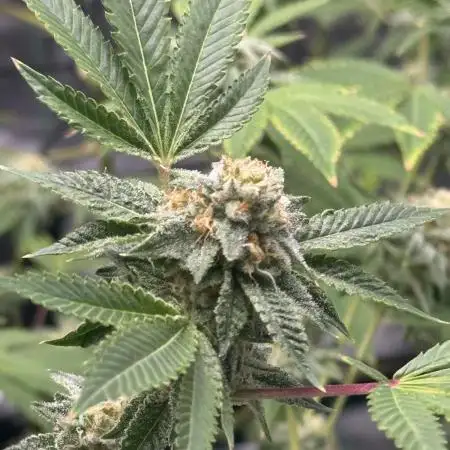 First indoor flowering