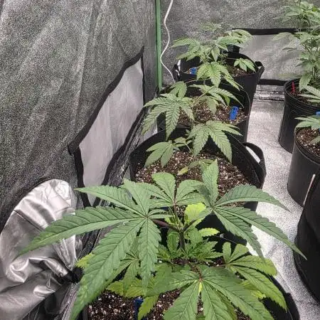 First Grow