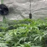First Grow