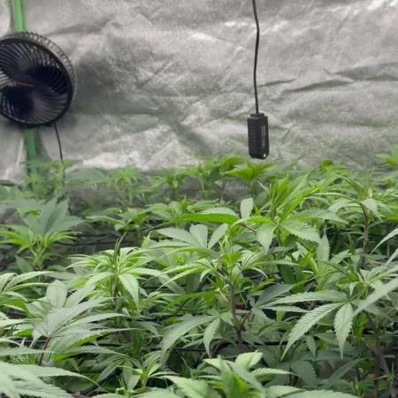 First Grow