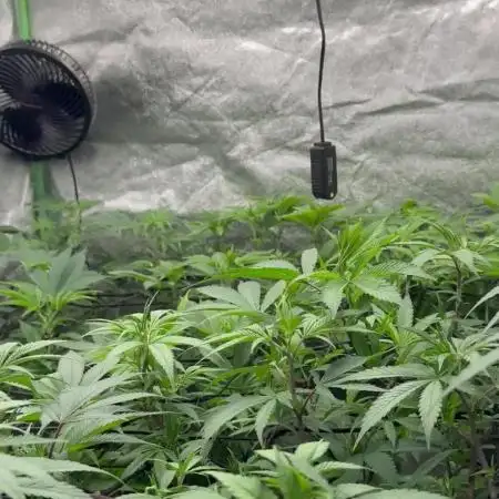 First Grow
