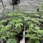 First Grow