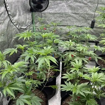 First Grow