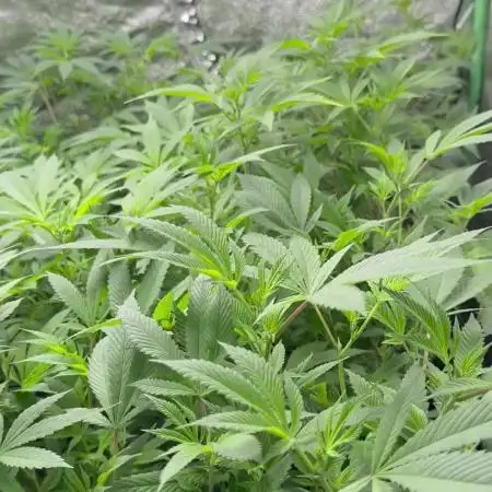 First Grow
