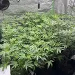 First Grow