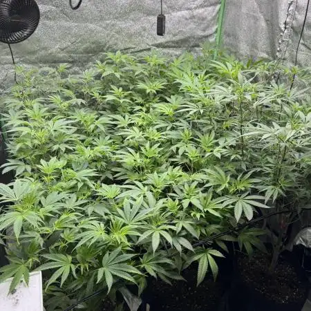First Grow