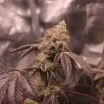 Ice Cream Cake | Seed Junky Genetics