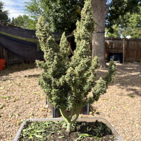Gorilla ZKittlez Auto PC Case Grow box