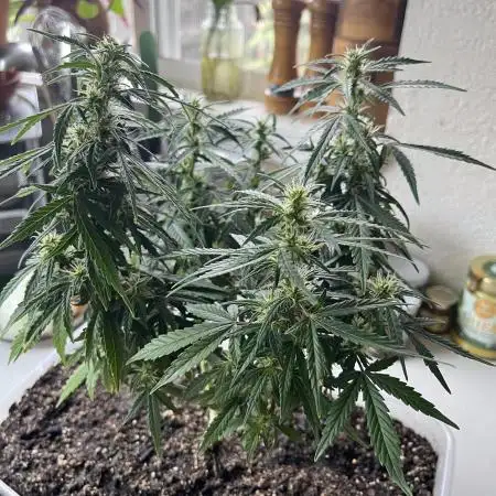 Gorilla ZKittlez Auto PC Case Grow box