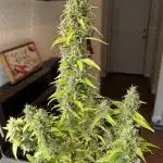 Gorilla Zkittlez Auto Clone