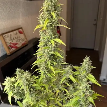 Gorilla Zkittlez Auto Clone