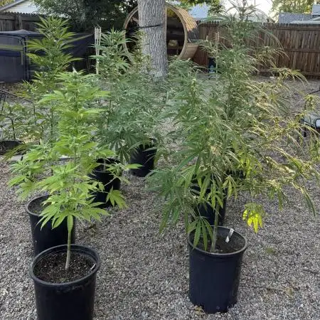 SLOG & AK Outdoors