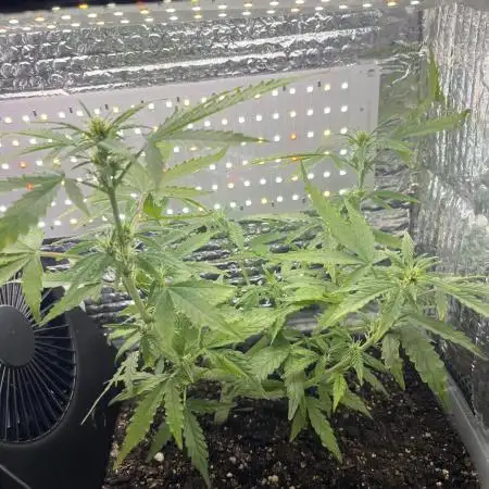 Gorilla ZKittlez Auto PC Case Grow box