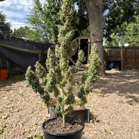 Gorilla Zkittlez Auto Clone