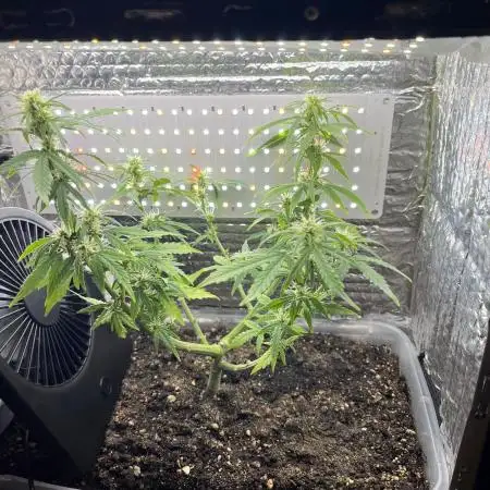 Gorilla ZKittlez Auto PC Case Grow box