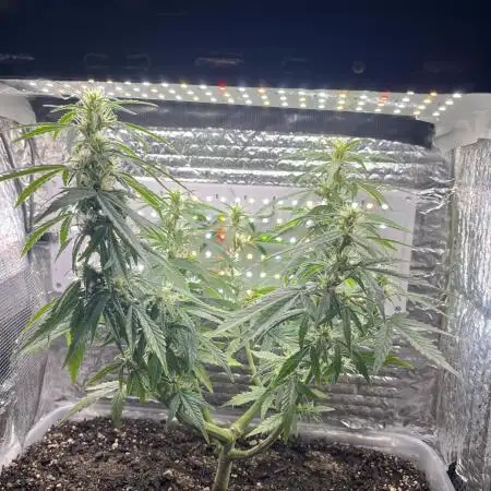 Gorilla ZKittlez Auto PC Case Grow box