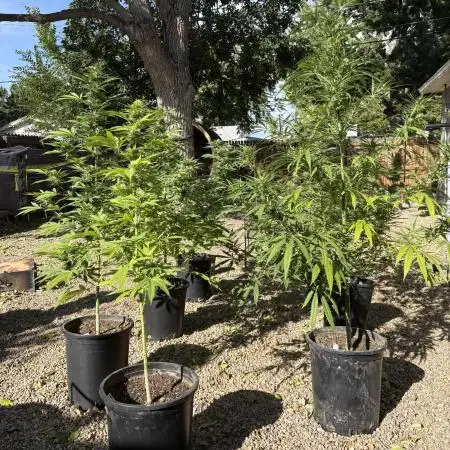 SLOG & AK Outdoors