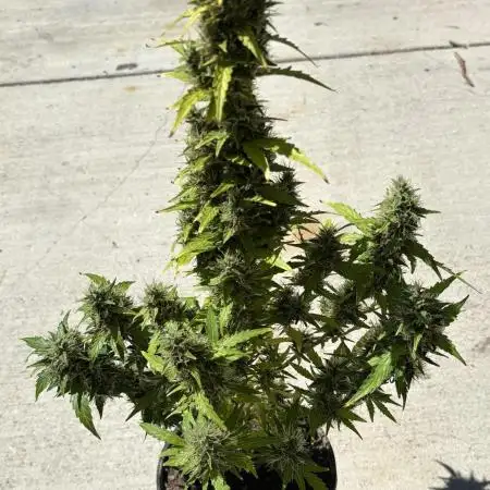 Gorilla Zkittlez Auto Clone