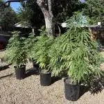 SLOG & AK Outdoors