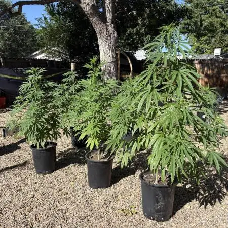 SLOG & AK Outdoors