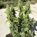 Gorilla ZKittlez Auto PC Case Grow box