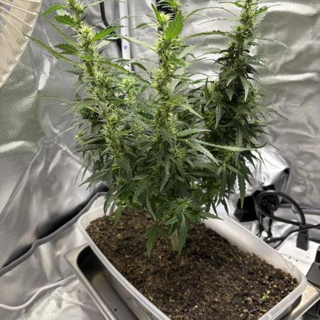 Gorilla ZKittlez Auto PC Case Grow box