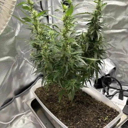Gorilla ZKittlez Auto PC Case Grow box