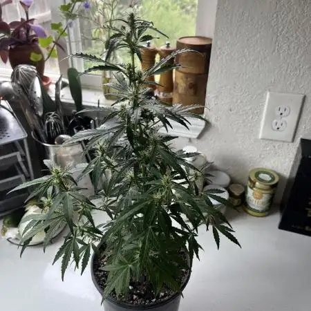 Gorilla Zkittlez Auto Clone