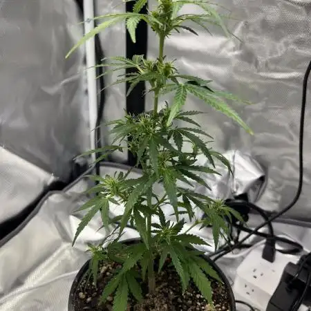 Gorilla Zkittlez Auto Clone