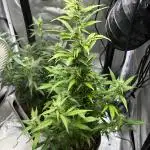 Gorilla Zkittlez Auto Clone