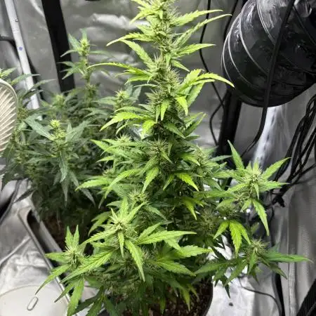 Gorilla Zkittlez Auto Clone