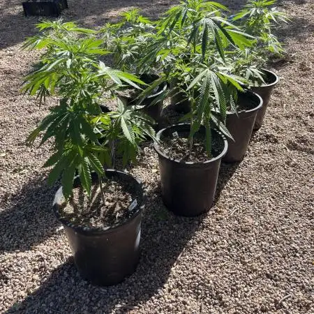 SLOG & AK Outdoors
