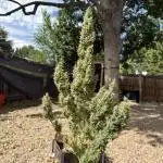 Gorilla Zkittlez Auto Clone