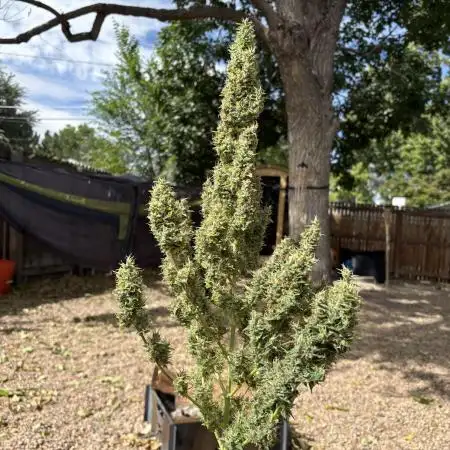 Gorilla Zkittlez Auto Clone