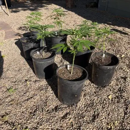 SLOG & AK Outdoors