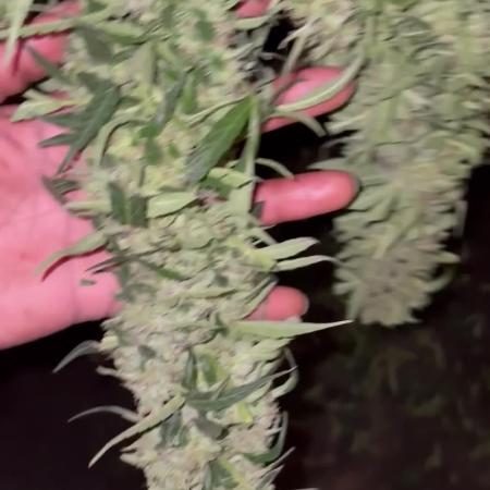 My 1st Grow