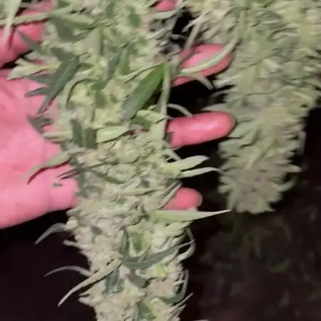 My 1st Grow