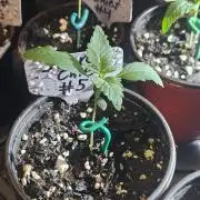 Outdoor Pheno Hunt 2026