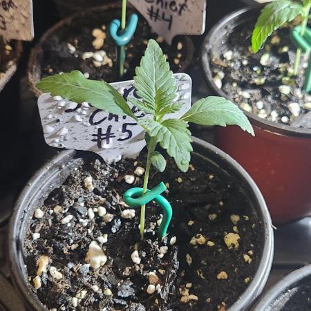 Outdoor Pheno Hunt 2026