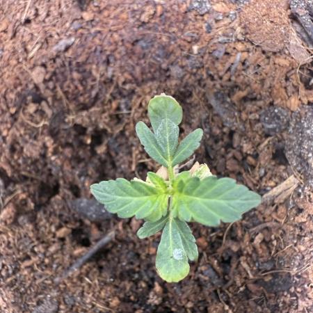 Special Queen auto