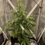 Titan F1 Auto