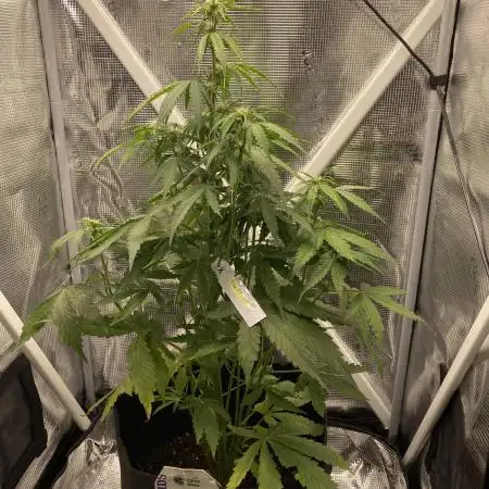 Titan F1 Auto
