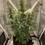 Purple Haze Auto - First grow ever