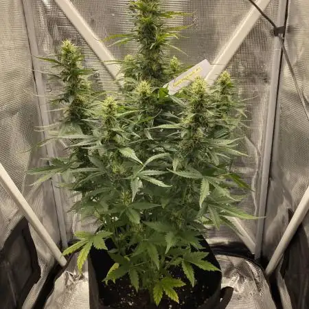 Purple Haze Auto - First grow ever