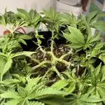 RQS Isla Mirage - First Grow