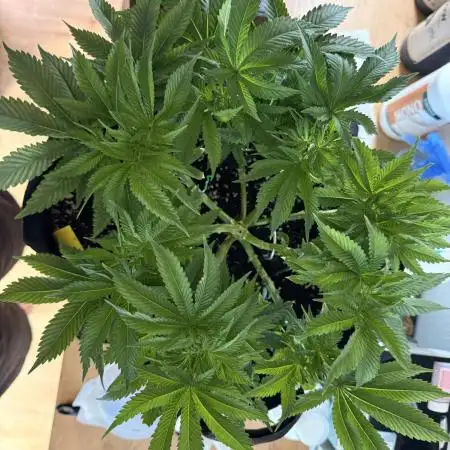 RQS Isla Mirage - First Grow