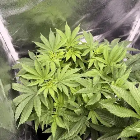 RQS Isla Mirage - First Grow