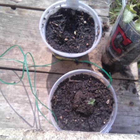 Ohio lemon g from seed